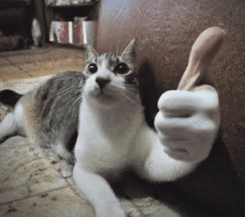 CatThumbsUp